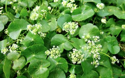 CENTELLA-ASSIATICA-EXTRACT